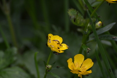 Micropterix calthella