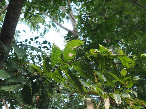 Castanea crenata, photograph 3