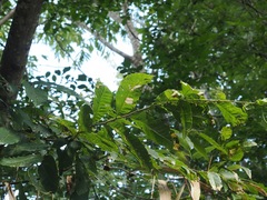 Castanea crenata, photograph (c) ITÔ, Hiroki, some rights reserved (CC BY)
