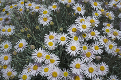 Erigeron parishii