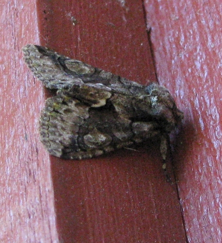 Green-brindled Crescent