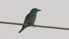 Coracias garrulus