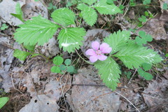 Rubus arcticus