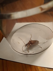 Centrodera