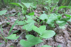 Maianthemum bifolium