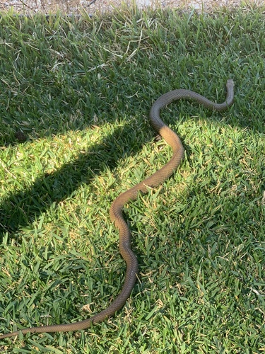 Eastern Brown Snake