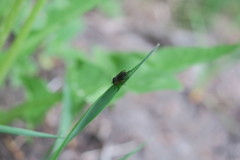Diptera