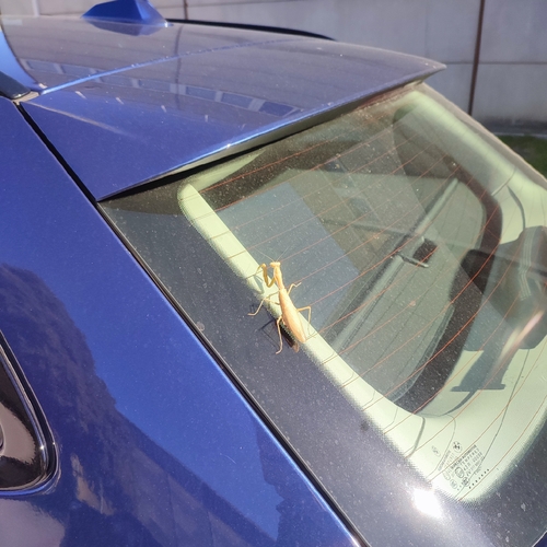 Transcaucasian Giant Mantis