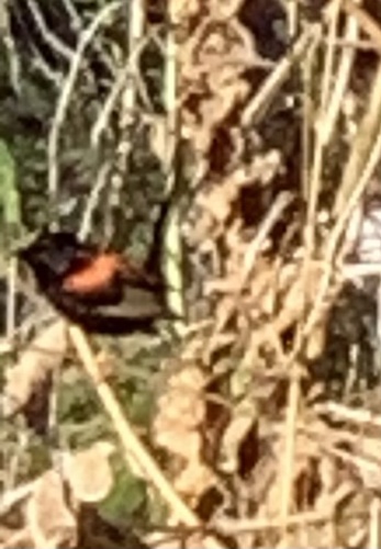 Red-backed Fairywren