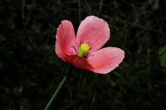 Papaver dubium lecoqii