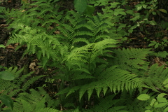 Athyrium brevifrons