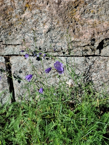 Common Harebell