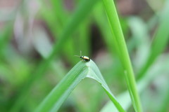 Coleoptera