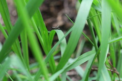 Diptera