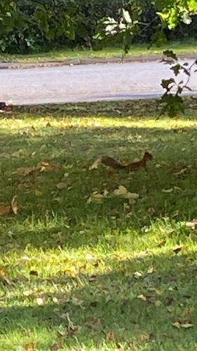 Eurasian Red Squirrel