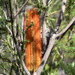 Banksia - Photo (c) Taylor,  זכויות יוצרים חלקיות (CC BY-NC), uploaded by Taylor