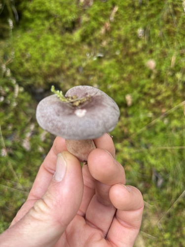 pap milkcap