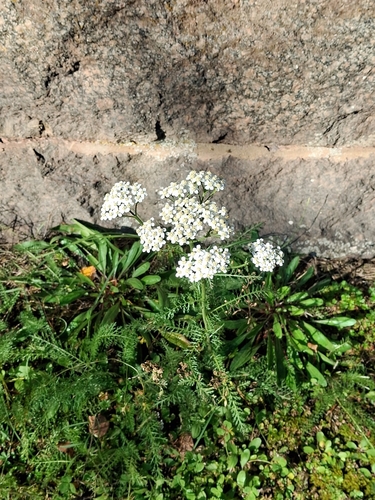 common yarrow