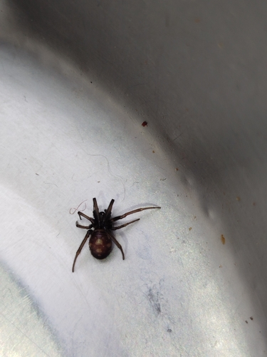 False Black Widow