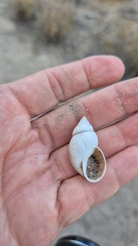 Striped Rabdotus Snail
