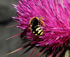 Rhodanthidium septemdentatum