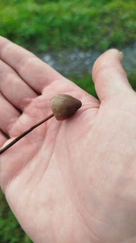 Liberty Cap