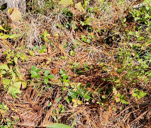 Scarce Tortoiseshell