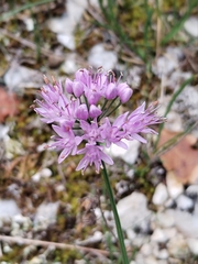 Allium lusitanicum, photograph (c) Dino Babić, some rights reserved (CC BY)