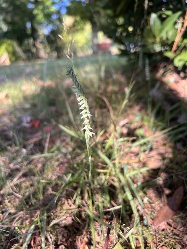 Autumn Ladies' Tresses