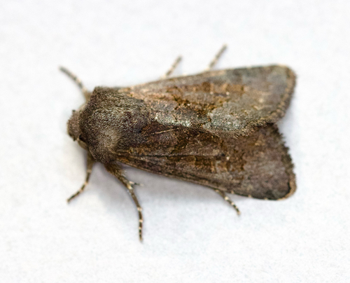 Northern Deep-brown Dart