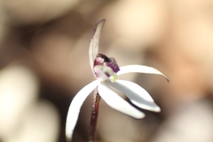 Caladenia saccharata