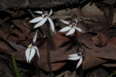 Caladenia saccharata