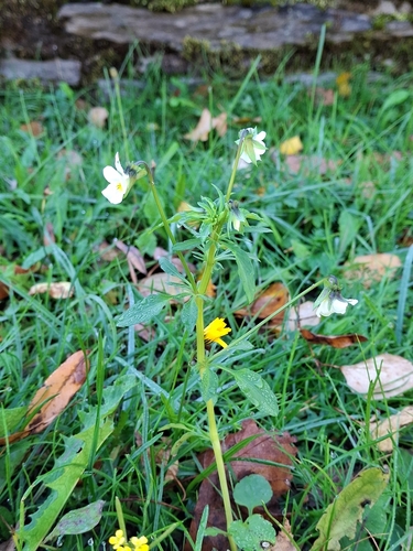 European field pansy
