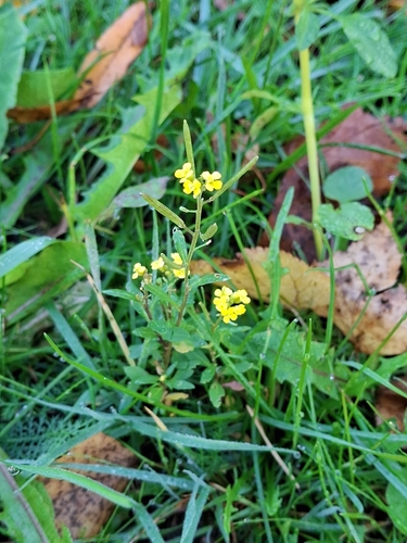wormseed wallflower