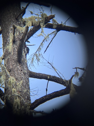 Acorn Woodpecker