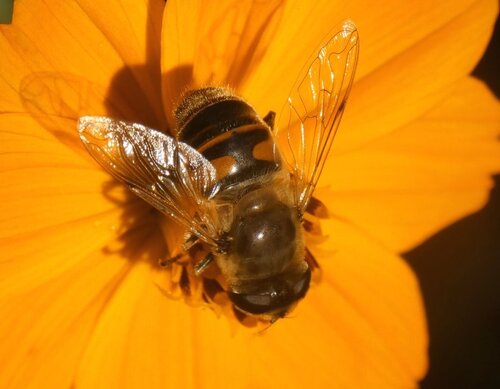Common Drone Fly