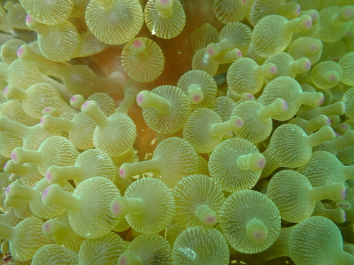 Entacmaea quadricolor observed 2026-09-19