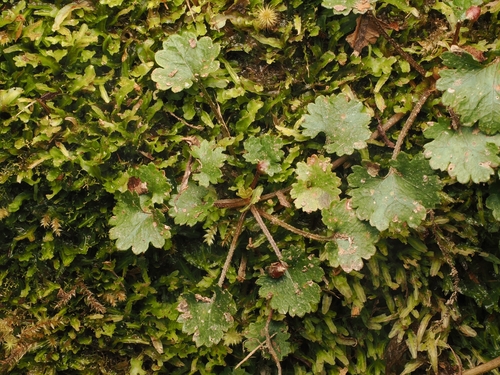 Gunnera monoica, photograph 3