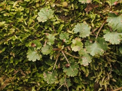 Gunnera monoica, photograph (c) Angus Campbell, some rights reserved (CC BY)