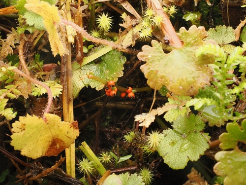 Gunnera monoica, photograph 4