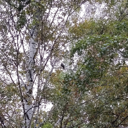 Hooded Crow