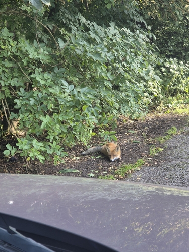 Red Fox