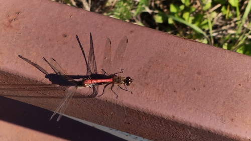 Vagrant Darter