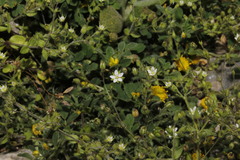 Arenaria leptoclados