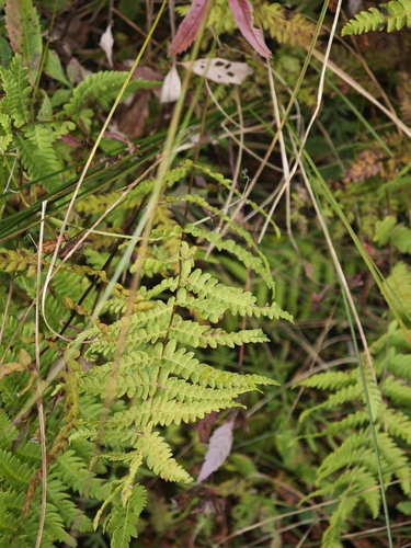 Thelypteris palustris, photograph 2