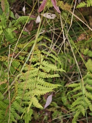 Thelypteris palustris, photograph (c) Igor Balashov, some rights reserved (CC BY)