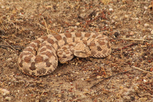 Desert Horned Viper