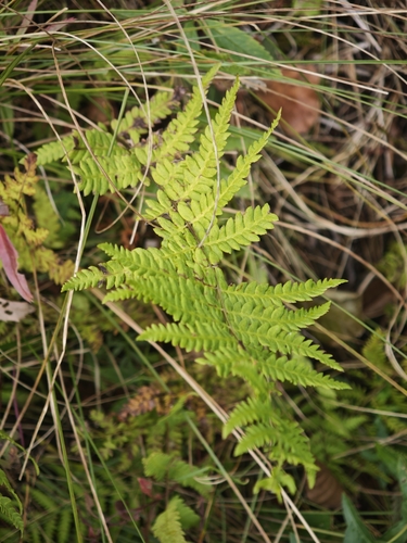 Thelypteris palustris, photograph 3