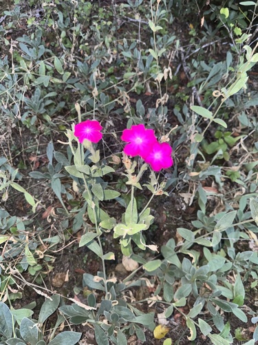 Rose campion