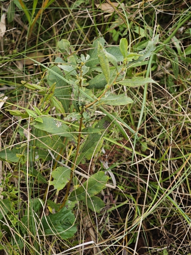 Salix cinerea, photograph 5